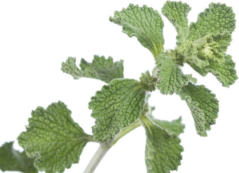 (100g) Health Embassy White Horehound Herb | Marrubium Vulgare L | Herbal Tea