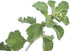 (100g) Health Embassy White Horehound Herb | Marrubium Vulgare L | Herbal Tea