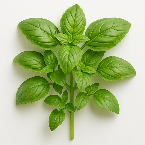 Generic Fresh Sweet Basil Fragrant, Flavorful, and Farm-Harvested (1 Lb)