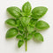 Generic Fresh Sweet Basil Fragrant, Flavorful, and Farm-Harvested (1 Lb)