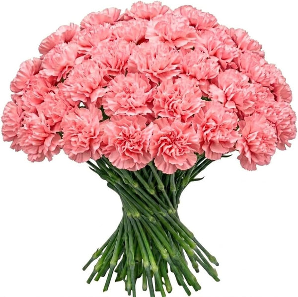 FlowerPrime Pink Carnations - Fresh Natural Cut Flowers (50)