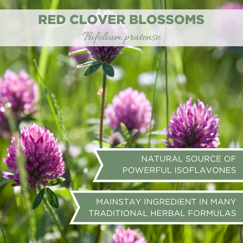 Organic Red Clover Blossoms 2 oz. (57g) - USDA Certified Organic Red Clover Blossom Tea, Whole