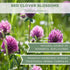 Organic Red Clover Blossoms 2 oz. (57g) - USDA Certified Organic Red Clover Blossom Tea, Whole