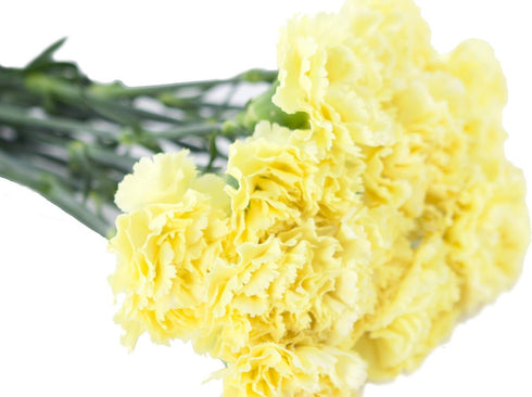 10 Fresh Cut Yellow Carnation Flowers - Stems