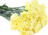 10 Fresh Cut Yellow Carnation Flowers - Stems