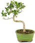 Brussel's Bonsai - Live Golden Gate Ficus Bonsai Tree in Ceramic Bonsai