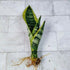 generic (1 Live Variegated Snake Plant Fully Rooted Sansevieria Superba, Low Light Tolerant, Air Purifying, Easy Care