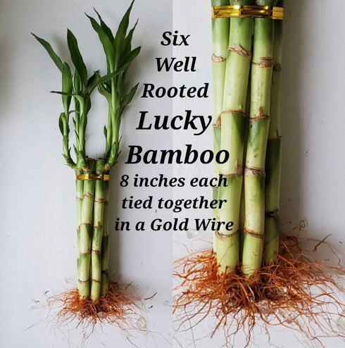 Generic 6 8 inches Lucky Bamboo Plants - stalks Tied in Gold Wire with Butterfly Stake, Home Decor, Office Desk