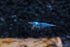 (5 Pack)) Live Freshwater Aquarium Shrimp Neocaridina (Blue Velvet