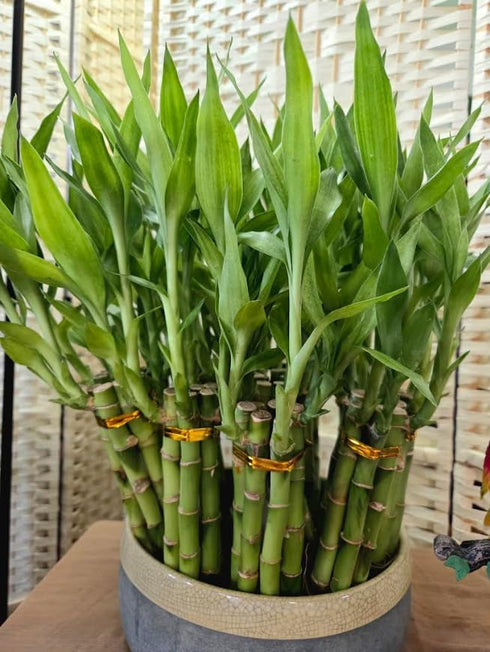 Generic 6 8 inches Lucky Bamboo Plants - stalks with Butterfly Stake, Home Decor, Office Desk