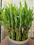 Generic 6 8 inches Lucky Bamboo Plants - stalks with Butterfly Stake, Home Decor, Office Desk