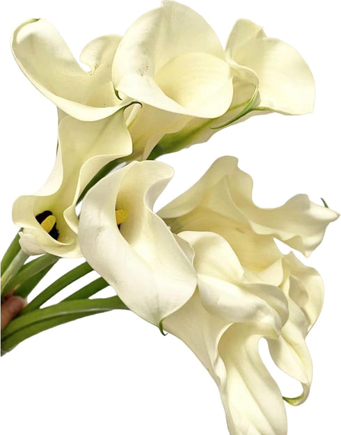 10 White Calla Lilies Fresh Cut Flower Los Angeles Flower Market Birthdays Anniversaries Friendship and Love Gifts