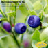 2 lbs. 14 Gerbs Dried Sweetened Blueberries | Unsulfured, No Artificial Additives, Resealable Bag | Naturally Sweet