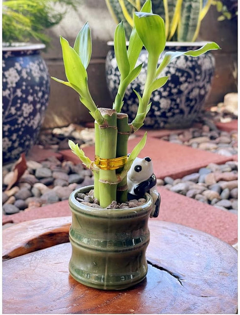 Generic (2PK Coop & Harp Small Lucky Bamboo Live Indoor Plant with Ceramic Vase, Live Indoor Lucky Bamboo for Home