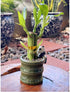 Generic (2PK Coop & Harp Small Lucky Bamboo Live Indoor Plant with Ceramic Vase, Live Indoor Lucky Bamboo for Home