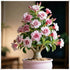QYTGVSZ (2) Desert Rose Succulent with Vivid Trumpet Drought-Tolerant Caudex Ideal for Windowsills, Desktops & Indoor