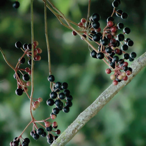 100% 1lb Immune 1 Certified USDA - Organic Dried Elderberries - Bulk - Non-Irradiated, Non-GMO, Wild Harvest, Whole