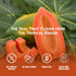 100% 16.9 oz (500 mL) Pack 12 VINUT Papaya Juice, No Sugar Added, Never From Concentrate, fl Can