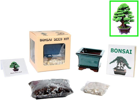 Eve's Garden, Inc Eve's Black Pine Bonsai Seed Kit, Woody, Complete Kit to Grow Black Pine Bonsai Tree from Seed