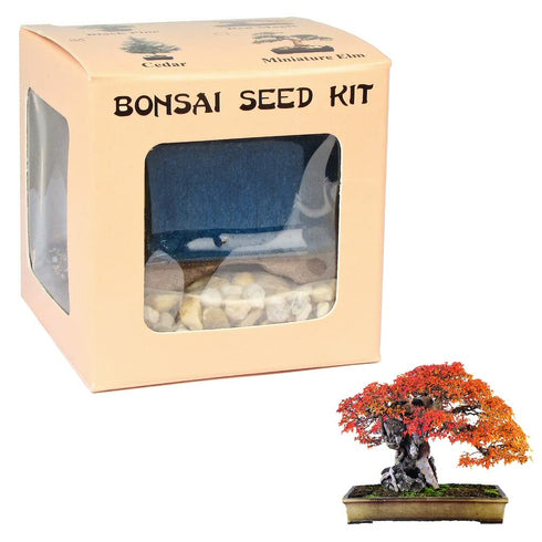 Eve's Garden, Inc Eve's Red Maple Bonsai Seed Kit, Woody, Complete Kit to Grow Red