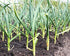 1 Food to Live Organic Garlic Powder, Pound Non-GMO, Raw, Dried, Sirtfood, Bulk