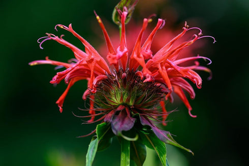 Wild Bergamot Petals – Pure Dried Natural Scarlet Beebalm Petals, 0.1oz/3g, Edible, Rare Tea Blend