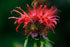 Wild Bergamot Petals – Pure Dried Natural Scarlet Beebalm Petals, 0.1oz/3g, Edible, Rare Tea Blend