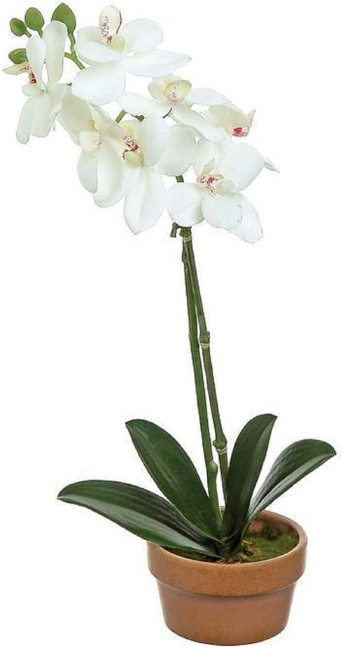 Select Artificials MINI PHALAENOPSIS Orchid Plant X1 in Pot, 16"; 2.25" Blooms, Cream/Pink (PM1305/1-CP)