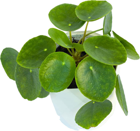 Chinese Money Plant Live (Pilea Peperomioides) in White Geometric Self-Watering Planter, Modern