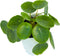 Chinese Money Plant Live (Pilea Peperomioides) in White Geometric Self-Watering Planter, Modern