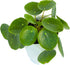 Chinese Money Plant Live (Pilea Peperomioides) in White Geometric Self-Watering Planter, Modern