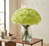 50 FlowerPrime Green Carnations - Fresh Natural Cut Flowers