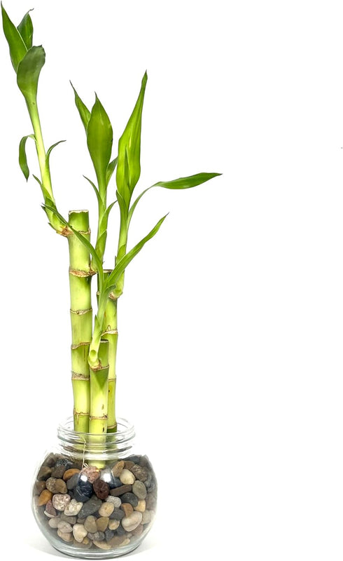 Generic 3 4,6, 8 Stright Live Lucky Bamboo Stalks Arrangement & in Small Round Glass Pot with Rocks and Free Lucky