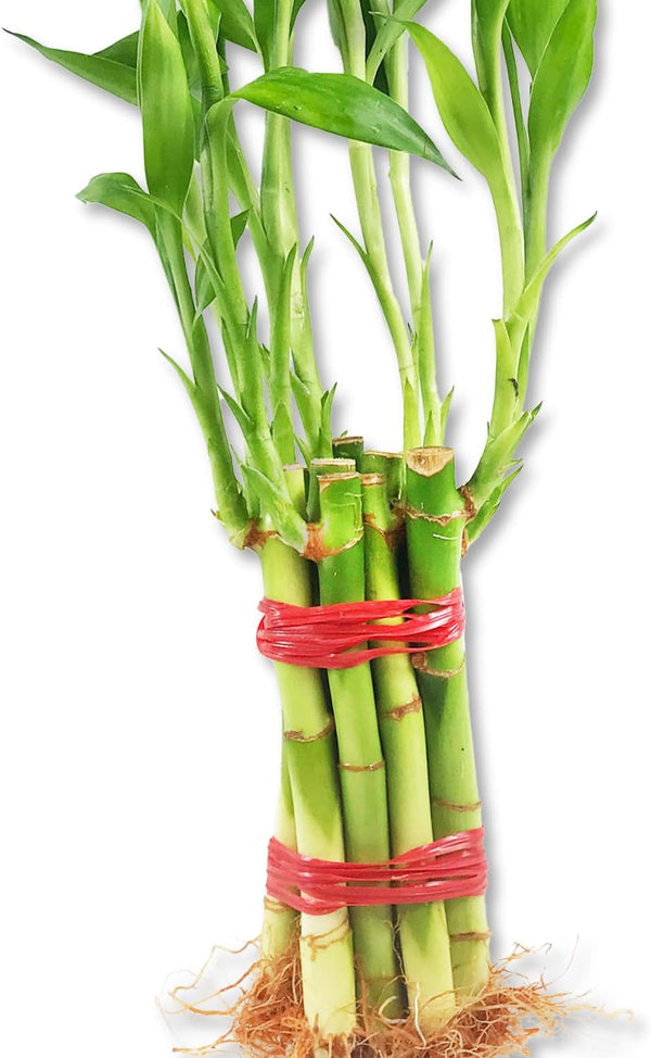 Lucky Indoor Bamboo for Abundance and Prosperity - 8 Live Plants -