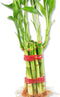 Lucky Indoor Bamboo for Abundance and Prosperity - 8 Live Plants -