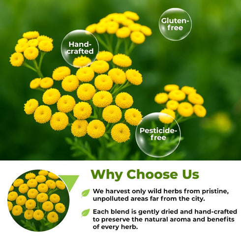 3 oz. 75g Dried Tansy Flowers Herb Tea (Tanacetum Vulgare L.) Pishma Herbal Tea