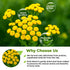 3 oz. 75g Dried Tansy Flowers Herb Tea (Tanacetum Vulgare L.) Pishma Herbal Tea