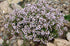 Unknown 3.5 oz (100g) Armenian Herbal Tea - Thyme Dried Loose Leaf Wild Harvest | Antistress Blend with Thymus Vulgaris