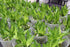 Athena's Garden B-SS04 4" 4" Bamboo Stalks with Shoots, Green