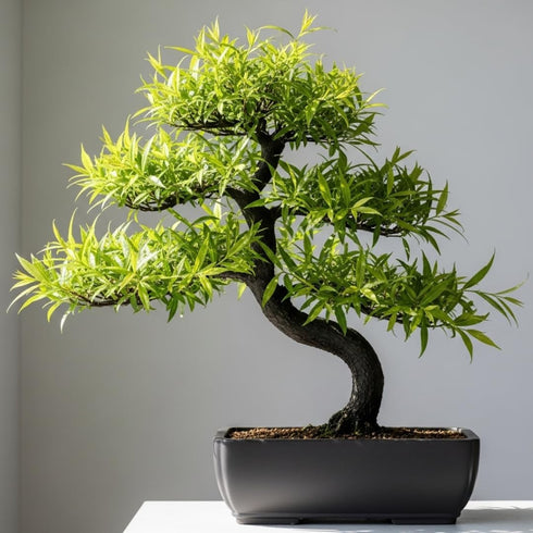 Black Willow Bonsai Tree Cutting to Grow - Dark Branches - Fast