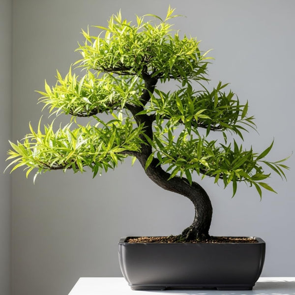 Black Willow Bonsai Tree Cutting to Grow - Dark Branches - Fast