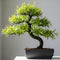Black Willow Bonsai Tree Cutting to Grow - Dark Branches - Fast