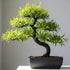 Black Willow Bonsai Tree Cutting to Grow - Dark Branches - Fast