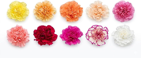 50 Pack FlowerPrime Mother's Day Carnations - Fresh Natural Cut Flowers Special Holiday Variety
