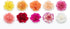 50 Pack FlowerPrime Mother's Day Carnations - Fresh Natural Cut Flowers Special Holiday Variety