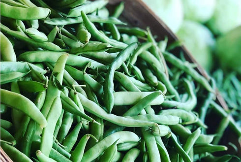 yunakesa Mountaineer Half Runner Beans Seeds (BTL) - Vigorous White Bean (oz to