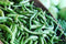 yunakesa Mountaineer Half Runner Beans Seeds (BTL) - Vigorous White Bean (oz to