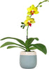 Premium Yellow Live Orchid Plant Blooming in 3.5" Blue & White Orchid