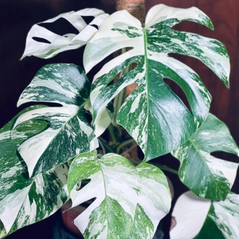 5-9" Philodendron Plant Live, Rare Tropical Variegated Live Indoor Houseplant, Starter Plants No Pot, in Tall (Monstera