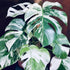 5-9" Philodendron Plant Live, Rare Tropical Variegated Live Indoor Houseplant, Starter Plants No Pot, in Tall (Monstera